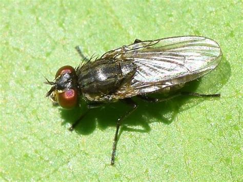 Muscidae - BugGuide.Net