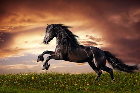 Black Stallion at Sunset – Print A Wallpaper