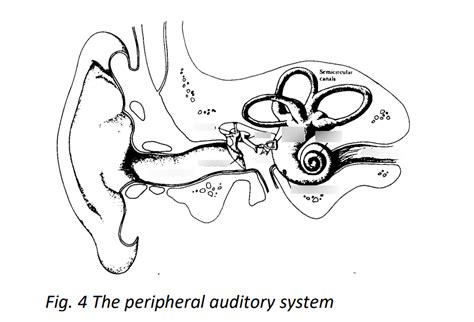 Hearing Diagram | Quizlet