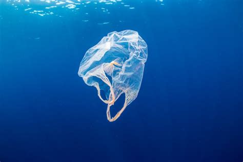 Plastic Bag Pollution – The Bulldog Bulletin