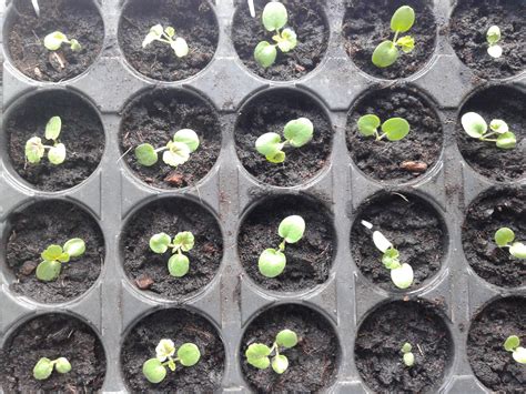 Reproduction geranium cuttings, seeds at home