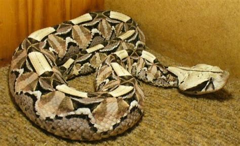 81 best images about Gaboon viper longest fangs on Pinterest | In las ...