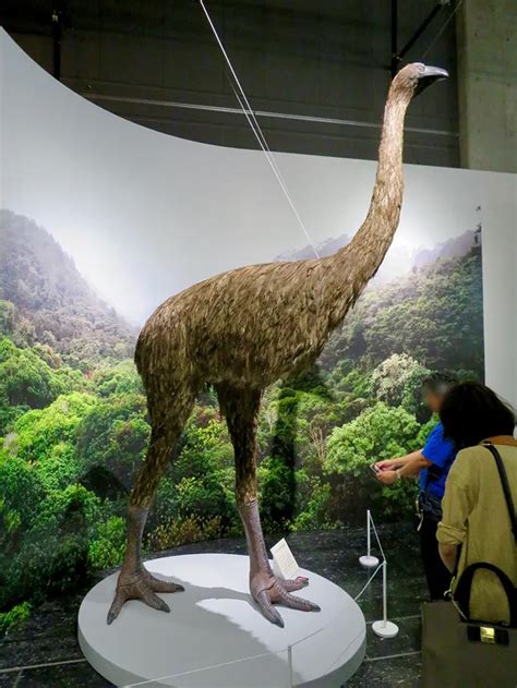 A preserved foot of the giant Moa bird. An extinct species native to ...