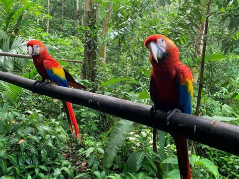 Osa Wildlife Sanctuary Tour - Welcome to Villa Ananda, Costa Rican Bliss