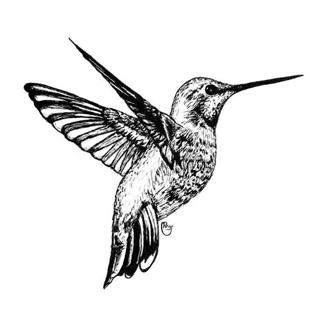 Hummingbird Art Drawing, Hummingbird Tattoo, Pretty Tattoos, Cool Tattoos, Tatoos, Drawing ...