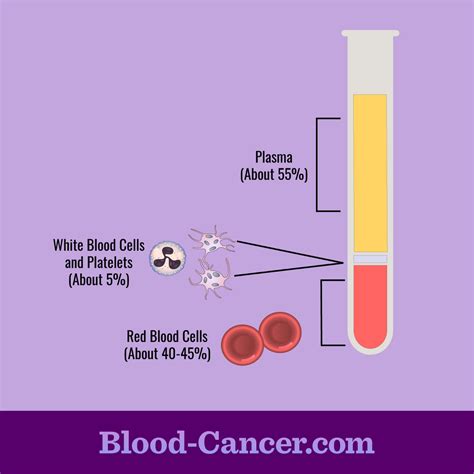 The Importance of Blood Within Our Bodies | Blood-Cancer.com