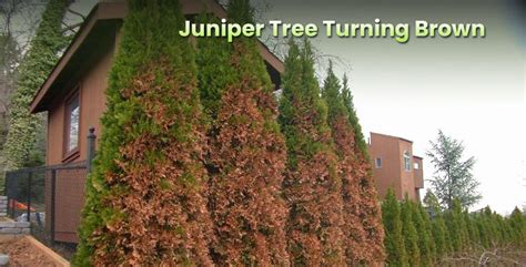 Juniper Turning Brown: Reasons & Ways To Save It - embracegardening