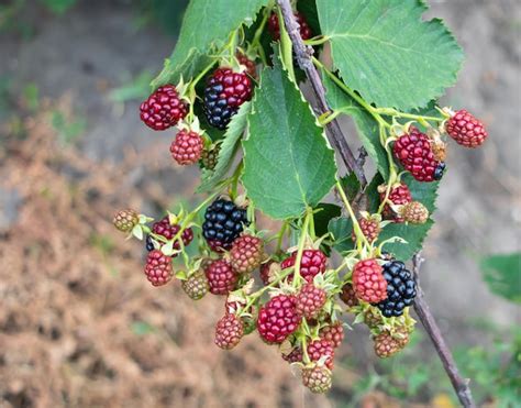 Premium Photo | Blackberry bush in the process of ripening benefits of blackberries