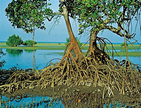 Mangrove forest | ecology | Britannica