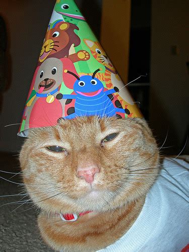 Caterville: Cats in Party Hats