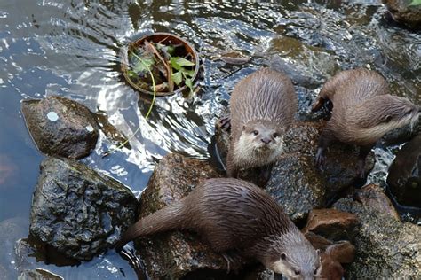 Otters River Animals - Free photo on Pixabay - Pixabay