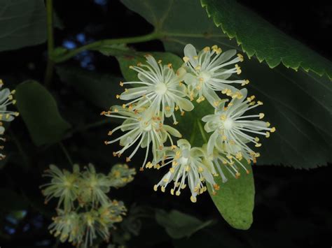 Tilia cordata Mill. | Plants of the World Online | Kew Science