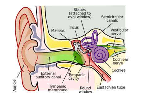 A Guide to Tensor Tympani Syndrome: Its Causes, Symptoms, and Treatment