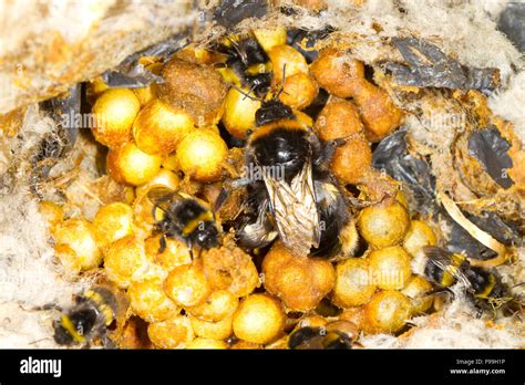 Buff-tailed Bumblebee (Bombus terrestris) nest with queen and workers ...