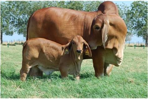 Beef Cattle Discovery - Breeds - Brahman | Animal & Food Sciences