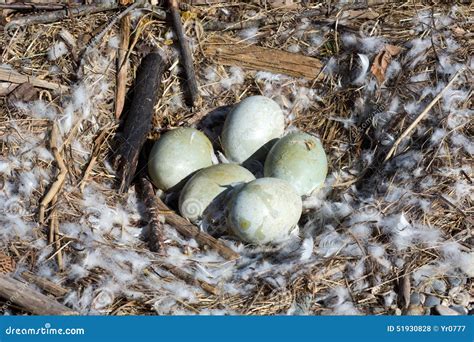 Five eggs mute swan nest stock photo. Image of swan, spring - 51930828