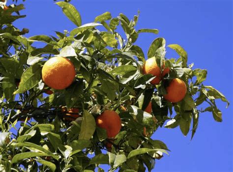 What are Citrus Trees? How and When They Grow Best – BrighterBlooms.com