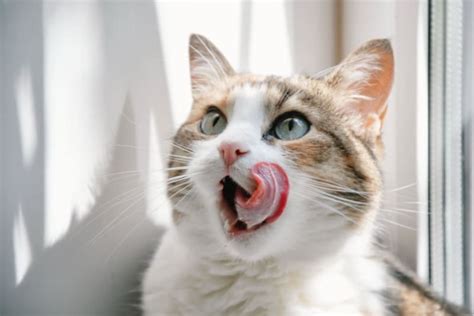 Gingivitis in Cats: Symptoms, Causes & Treatments | Cedar Animal ...