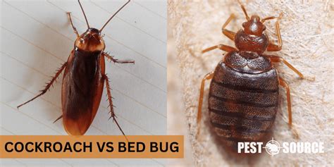 Cockroach vs. Bed Bug - Pest Source