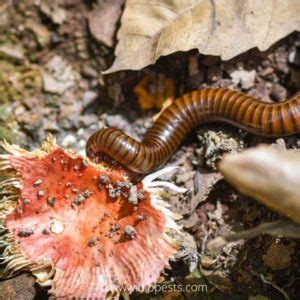 Millipedes In The Garden: Are They Good Or Bad? – Bio Pests Organic Pest Control