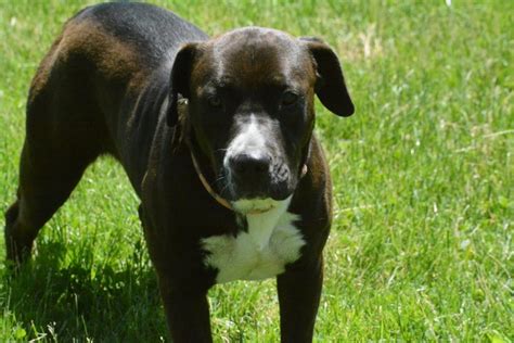 Pitbull Lab Mix: All You Need to Know about Lab Pit Crossbreed - K9 Web