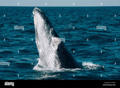 Blue whale breaching hi-res stock photography and images - Alamy