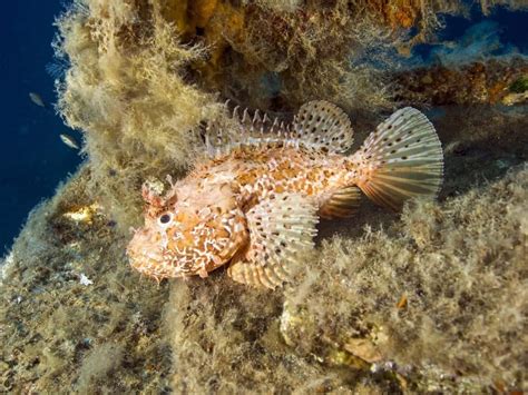 Scorpion Fish - A-Z Animals