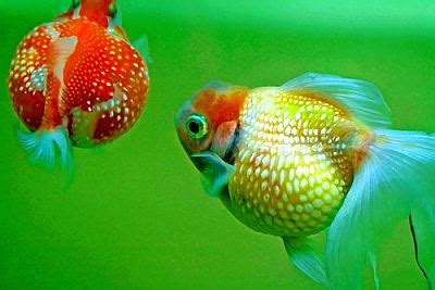 Pearlscale Goldfish