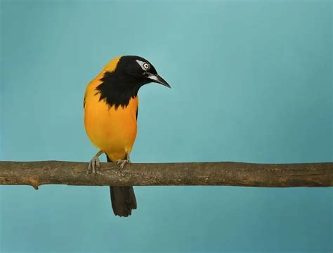 Fun Venezuelan Troupial Facts For Kids | Kidadl