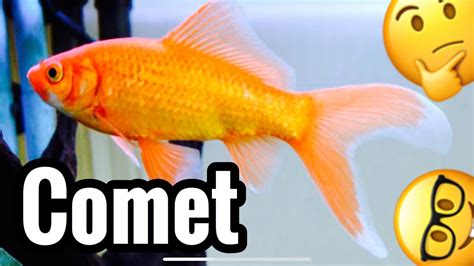 Comet Goldfish Tank Care & Growth - Common? - YouTube