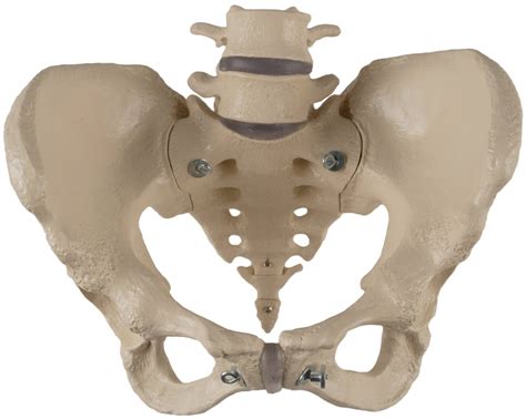 Denoyer Geppert SV61 Female Pelvis with 4th and 5th Lumbar Vertebrae