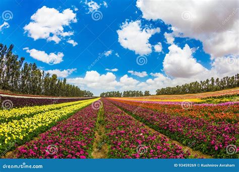 Farm field of fine flowers stock image. Image of flowers - 93459269