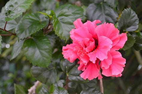 Cuban flower Photograph by Ann and John Cinnamon - Fine Art America