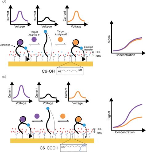 Schematic illustration of a dual electrochemical aptamer sensor for... | Download Scientific Diagram