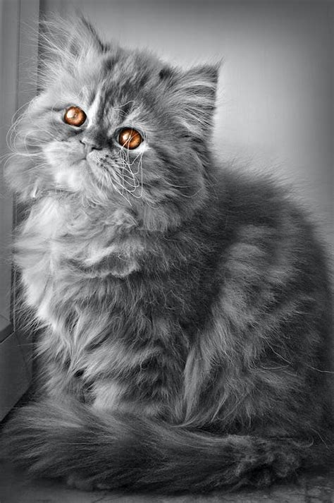 Free stock photo of cat, Persian cat, samad ismayilov