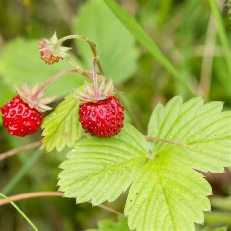 Red Berries - Edible or Not Edible? - GettyStewart.com