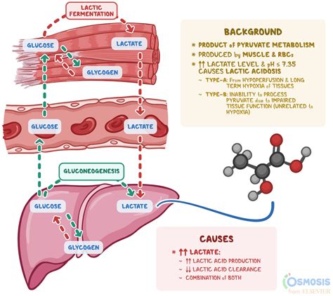 Lactic Acid: What Is It, What Increases It, and More | Osmosis