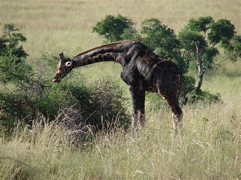 Giraffe in Uganda - Stock Image - C011/8118 - Science Photo Library