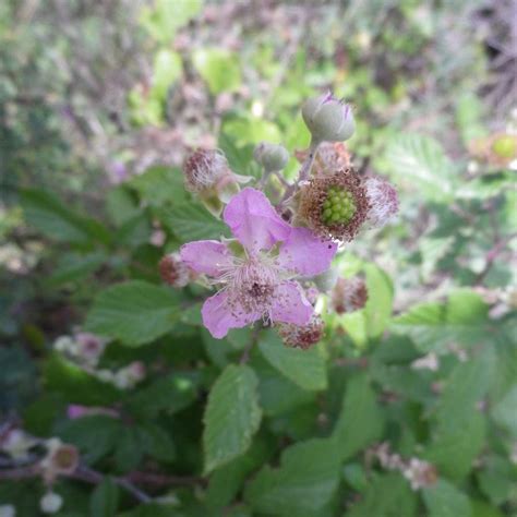 La flor de la zarza… | Blog de La Vereda de Puebla