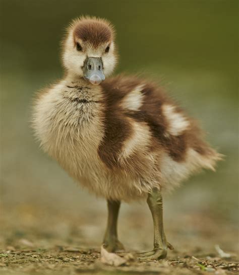 Free Images : wildlife, beak, ostrich, fauna, close up, duck, vertebrate, waterfowl, ratite ...