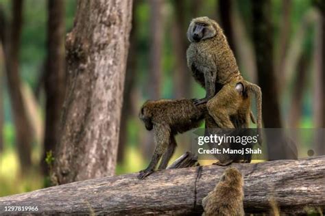 65 Mating Baboons Stock Photos, High-Res Pictures, and Images - Getty Images