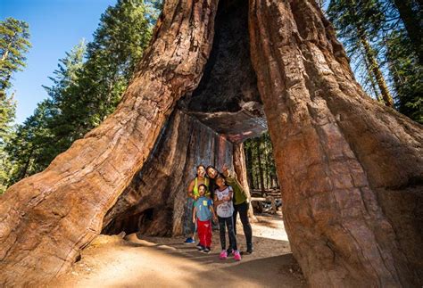 Mariposa Grove - Redwood Trees at Yosemite National Park