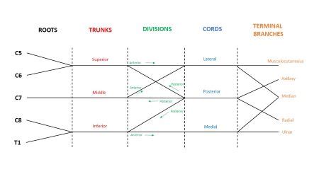 Draw the brachial plexus with all its main branches. | Homework.Study.com