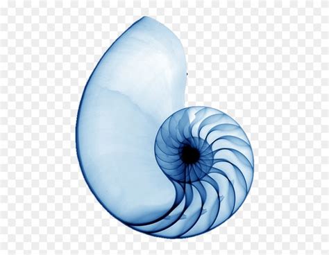 Download and share clipart about Spiral Shell Blue - Nautilus Shell Xray, Find more high quality ...