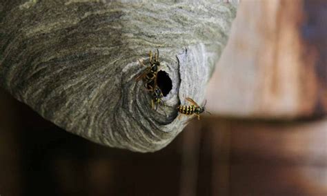 Wasp nest | Pest Removal Warrior