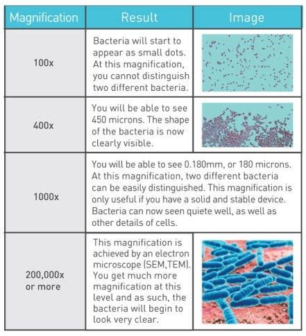 Blog - What Magnification is Required to View Bacteria?