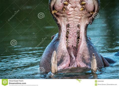 Hippo Yawning in the Water in Kruger. Stock Photo - Image of large, hippo: 93652598