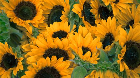 Dark Yellow Sunflowers 4K HD Flowers Wallpapers | HD Wallpapers | ID #38536