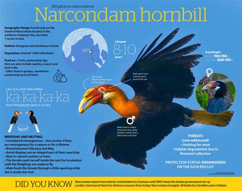 Narcondam Hornbill: Facts, Habitat, and Call | Roundglass | Sustain