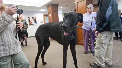 Goodbye to a giant: Zeus, world's tallest dog, dies